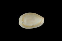 藏品(金環寶螺)的圖片